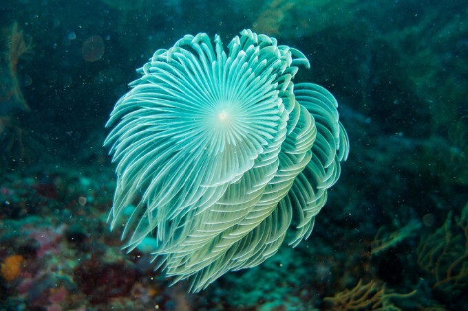 Underwater photography of a spirograph